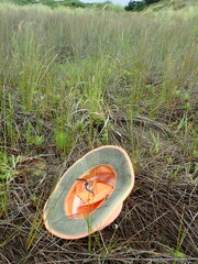 Callitriche muelleri