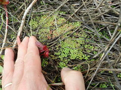 Callitriche muelleri