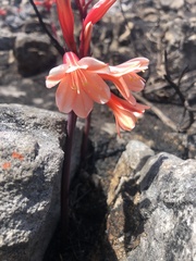 Cyrtanthus ventricosus