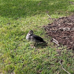 Cairina moschata domestica