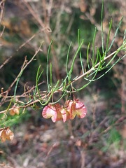 Dodonaea falcata