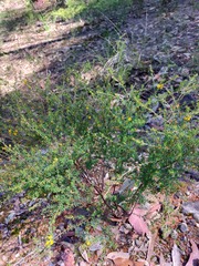 Pultenaea parviflora