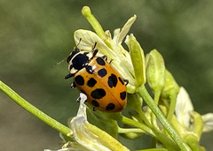 Hippodamia tredecimpunctata