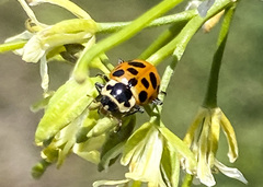 Hippodamia tredecimpunctata