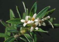 Pimelea tomentosa