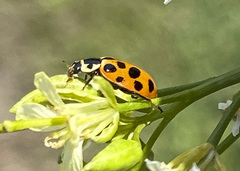 Hippodamia tredecimpunctata