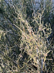 Ephedra antisyphilitica
