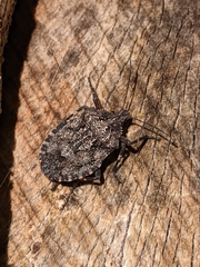 Brochymena affinis