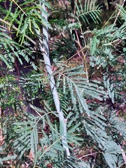Acacia parvipinnula