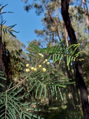 Acacia parvipinnula