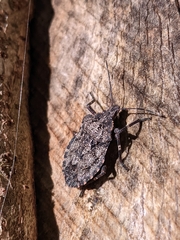Brochymena affinis