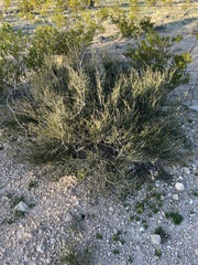 Ephedra antisyphilitica