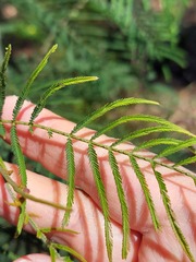 Acacia parvipinnula