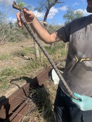 Pantherophis emoryi