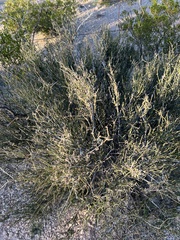 Ephedra antisyphilitica