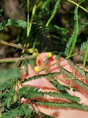 Acacia parvipinnula