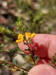 Pultenaea parviflora