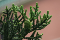 Araucaria columnaris