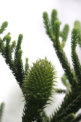 Araucaria columnaris