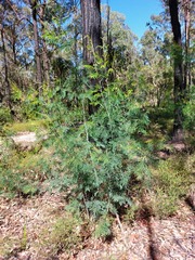 Acacia parvipinnula