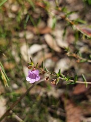 Prostanthera scutellarioides