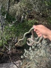 Masticophis schotti ruthveni