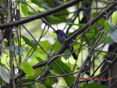 Cyornis hainanus