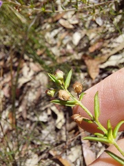 Prostanthera scutellarioides