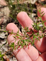 Prostanthera scutellarioides