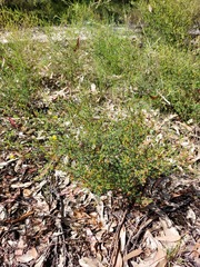 Pultenaea parviflora