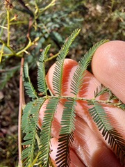 Acacia parvipinnula