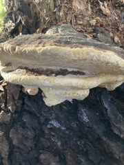Fomitopsis