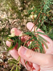 Acacia parvipinnula