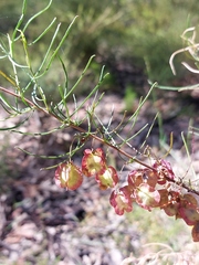 Dodonaea falcata