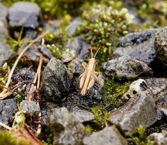 Phaulacridium marginale