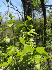 Afrocanthium mundianum
