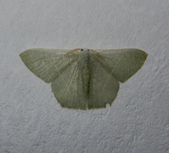 Pelagodes antiquadraria