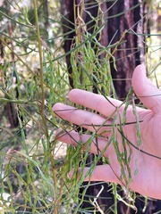Acacia elongata
