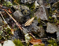 Phaulacridium marginale