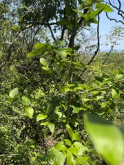Afrocanthium mundianum