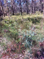 Acacia parvipinnula