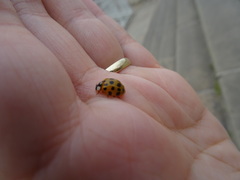 Harmonia axyridis