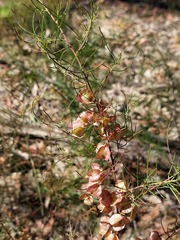 Dodonaea falcata