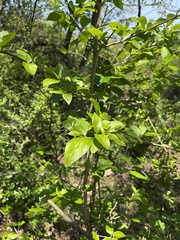 Afrocanthium mundianum