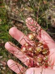 Dodonaea falcata