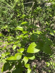 Afrocanthium mundianum
