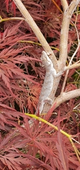 Mokopirirakau granulatus