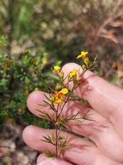 Dillwynia tenuifolia