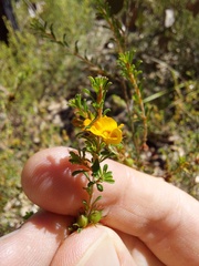 Pultenaea parviflora