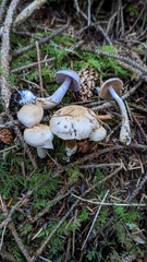 Cortinarius oregonensis
